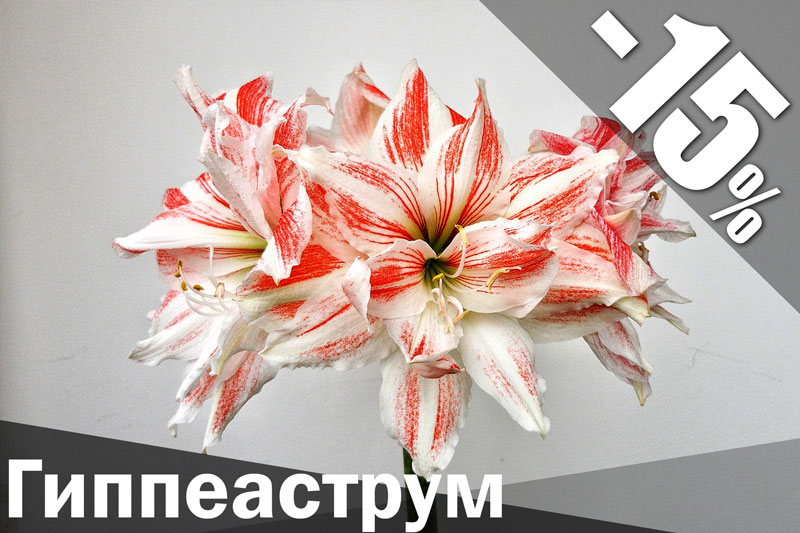 Гиппеаструм купить