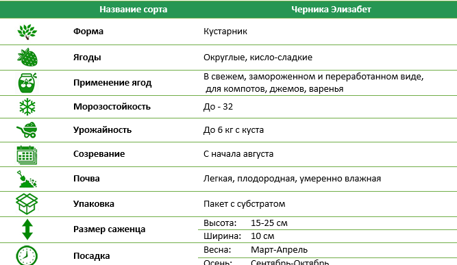 Черника позднеспелая Элизабет