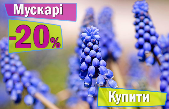 flowerbed 5.jpg Мускарі купити