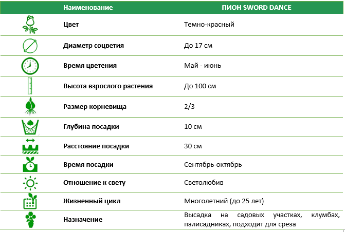 Пион Sword Dance 2/3 (1 шт)