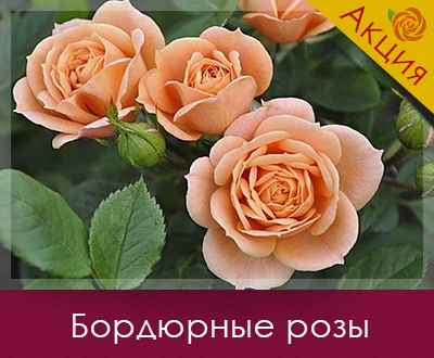 Саджанці троянд вже в наявності