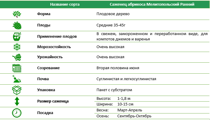 Абрикос Мелитопольский