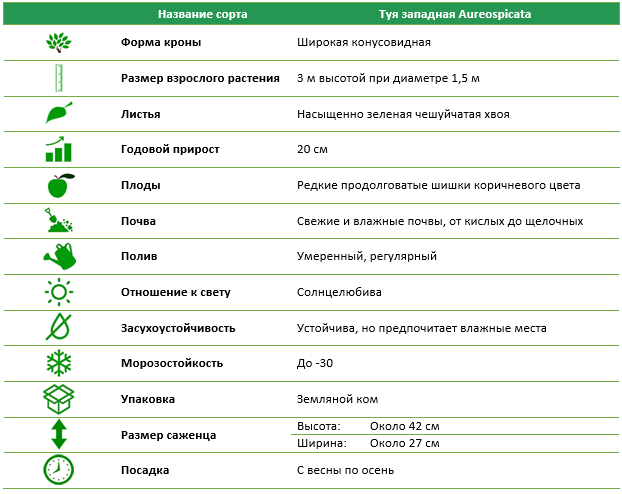 Туя західна Aureospicata