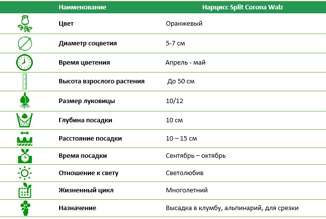 Нарцисc Split Corona Walz