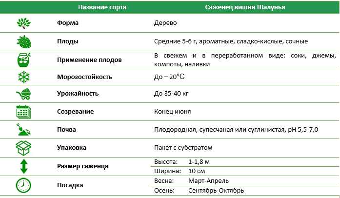 Вишня Пустунка