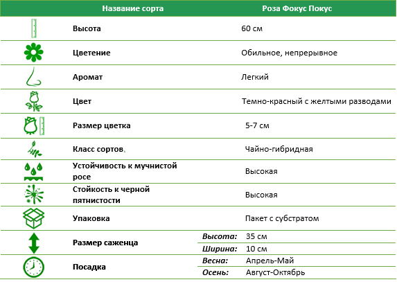Роза чайно-гибридная Фокус Покус (Hocus Pocus)