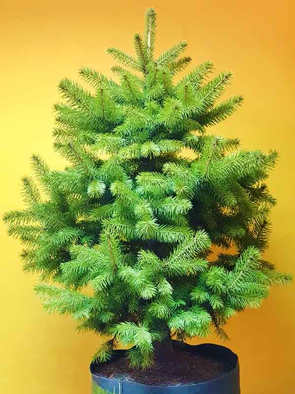 Ель Колючая Glauca С18 зелена Зеленая