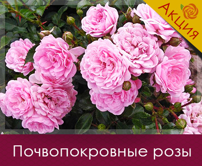 Саджанці троянд вже в наявності