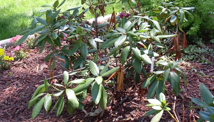 sohne_lystia_rododendrona.jpg