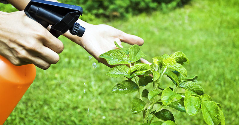 Что такое фунгициды
