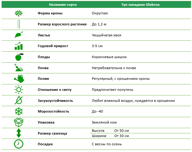 Туя западная Globosa