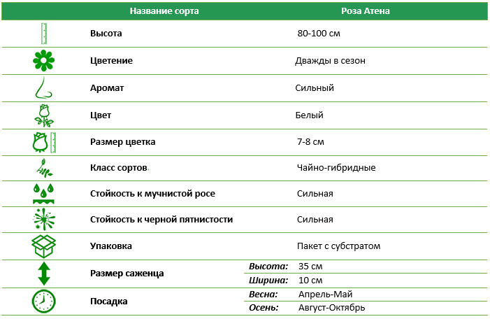 Роза чайно-гибридная Атена (Athena)