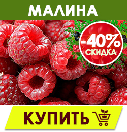 Финальная распродажа саженцев плодовых кустарников!