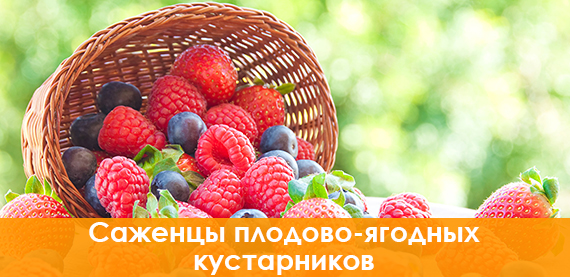 Саженцы плодово-ягодных кустарников купить