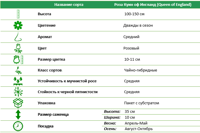 Роза чайно-гибридная Куин оф Ингланд (Queen of England)