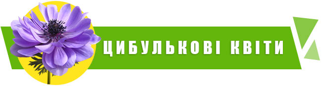 цибулькові квіти купити