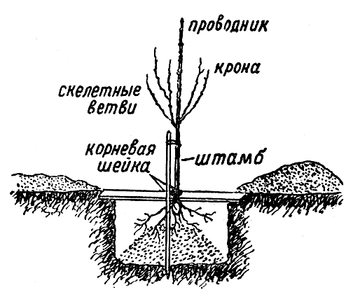 Схема посадки плодового дерева.gif