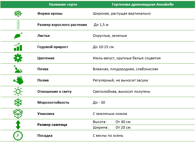 Гортензия деревовидная Anabelle