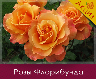 Саджанці троянд вже в наявності