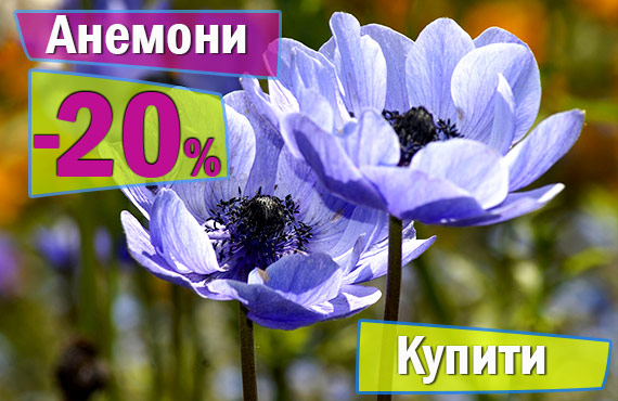 цибулькові квіти купити
