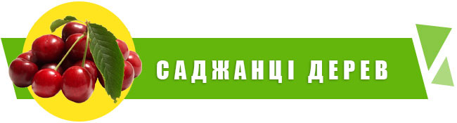 Саджанці плодово-ягідні купити