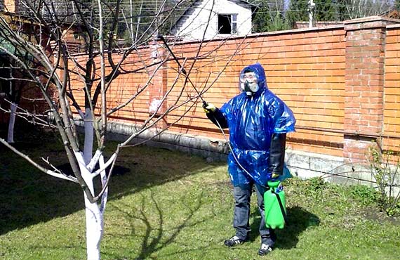 опрыскивание деревьев вечной
