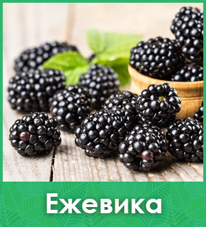Ежевика саженцы