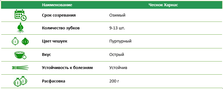 Чеснок Харнас пурпурний 200 г Голландия