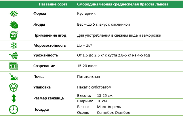 Смородина Краса Львову середньопізня чорна