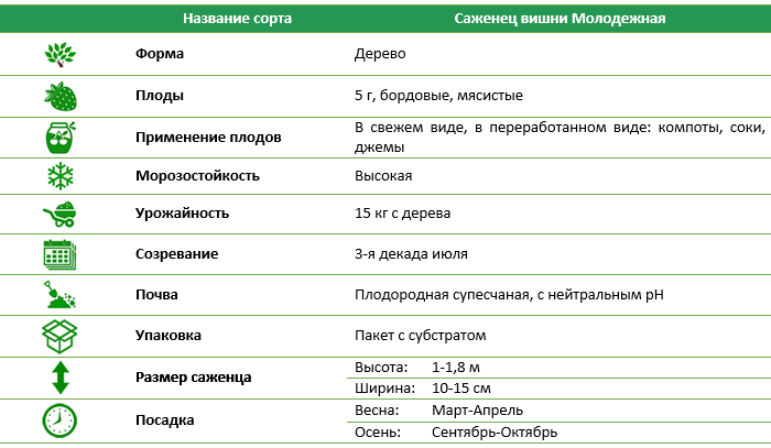 Вишня Молодіжна