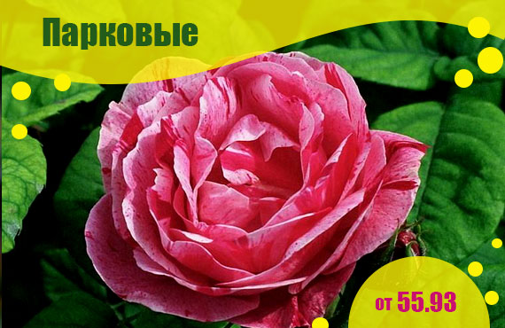 Саженцы парковых роз купить