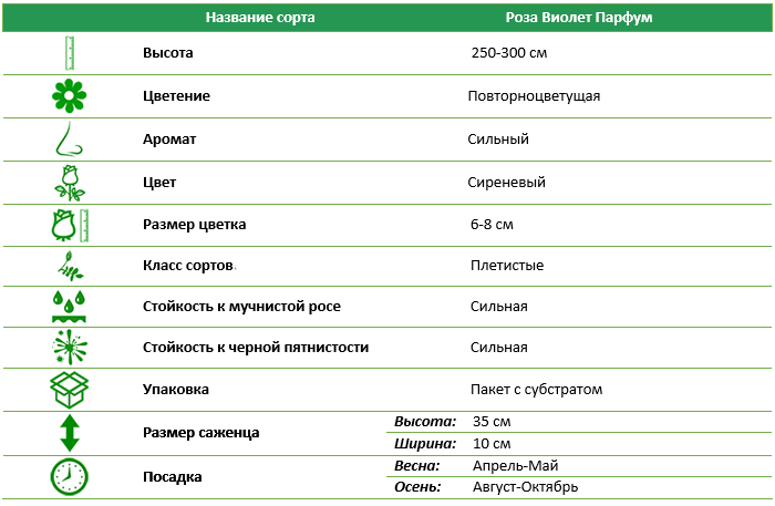 Роза плетистая Виолет Парфум (Violette Parfume)