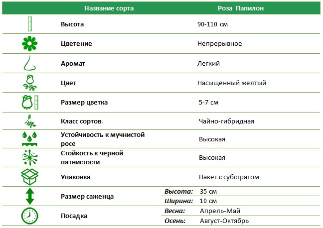 Папилон.jpg