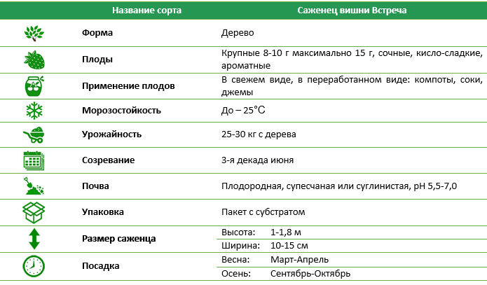 Вишня Встреча 1