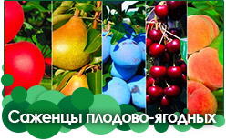 Саженцы плодово-ягодных культур Саженцы деревьев кустов заказать