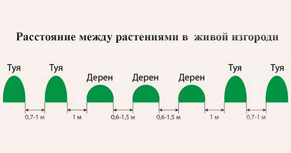  Оформлення дачної ділянки 