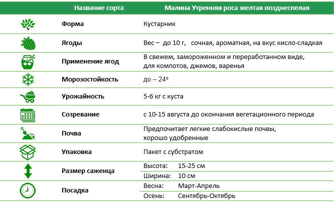 Малина желтая ремонтантная Утренняя роса