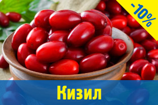 Кизил саджанці