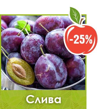 Саженцы сливы скидка