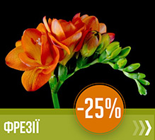 Знижка на цибулини фрезій