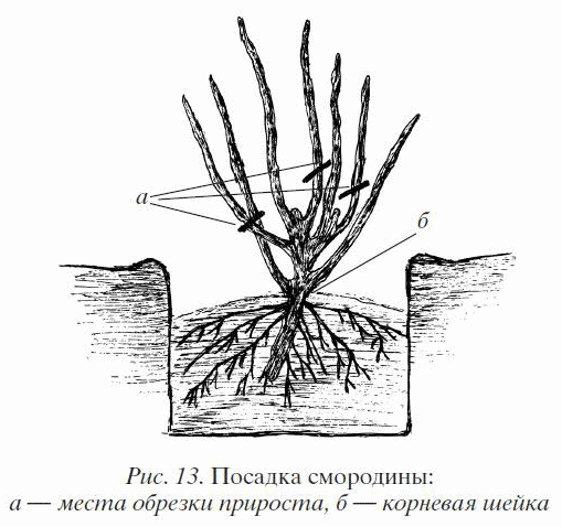 Посадка плодовых кустарников.png