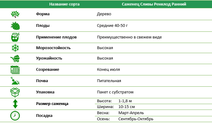 Слива Ренклод Ранній