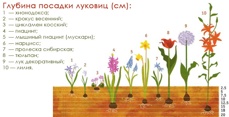 Глубина посадки луковичных