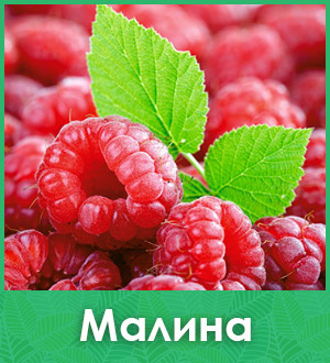 Малина саженцы