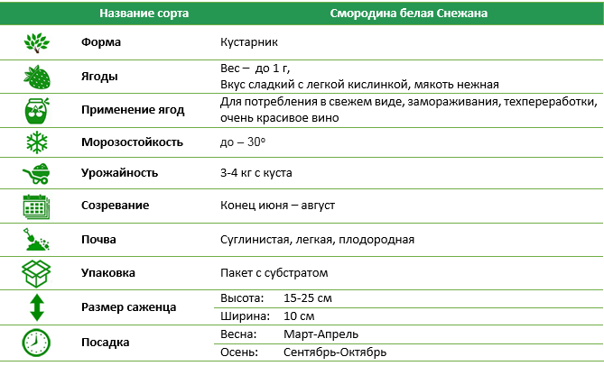 Смородина белая Снежана