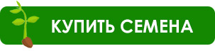 Посев семян на рассаду. Инструкция с фото