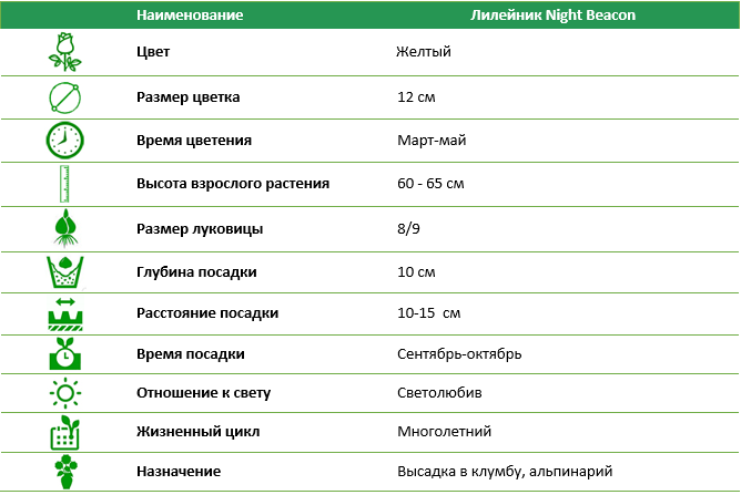 Лилейник Night Beacon 1 (1 шт)