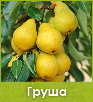 Груша саженцы