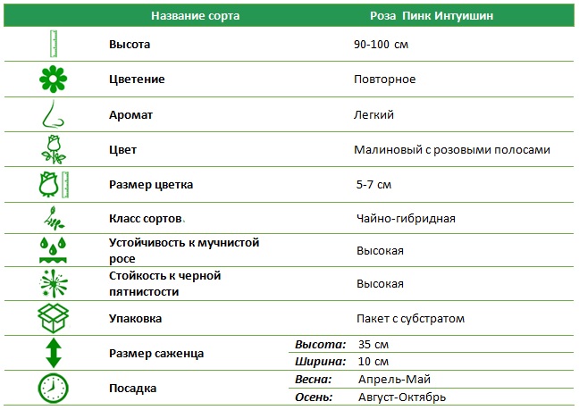 Пинк Интуишн.jpg