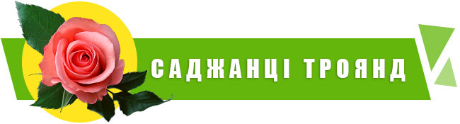 саженці троянд купити